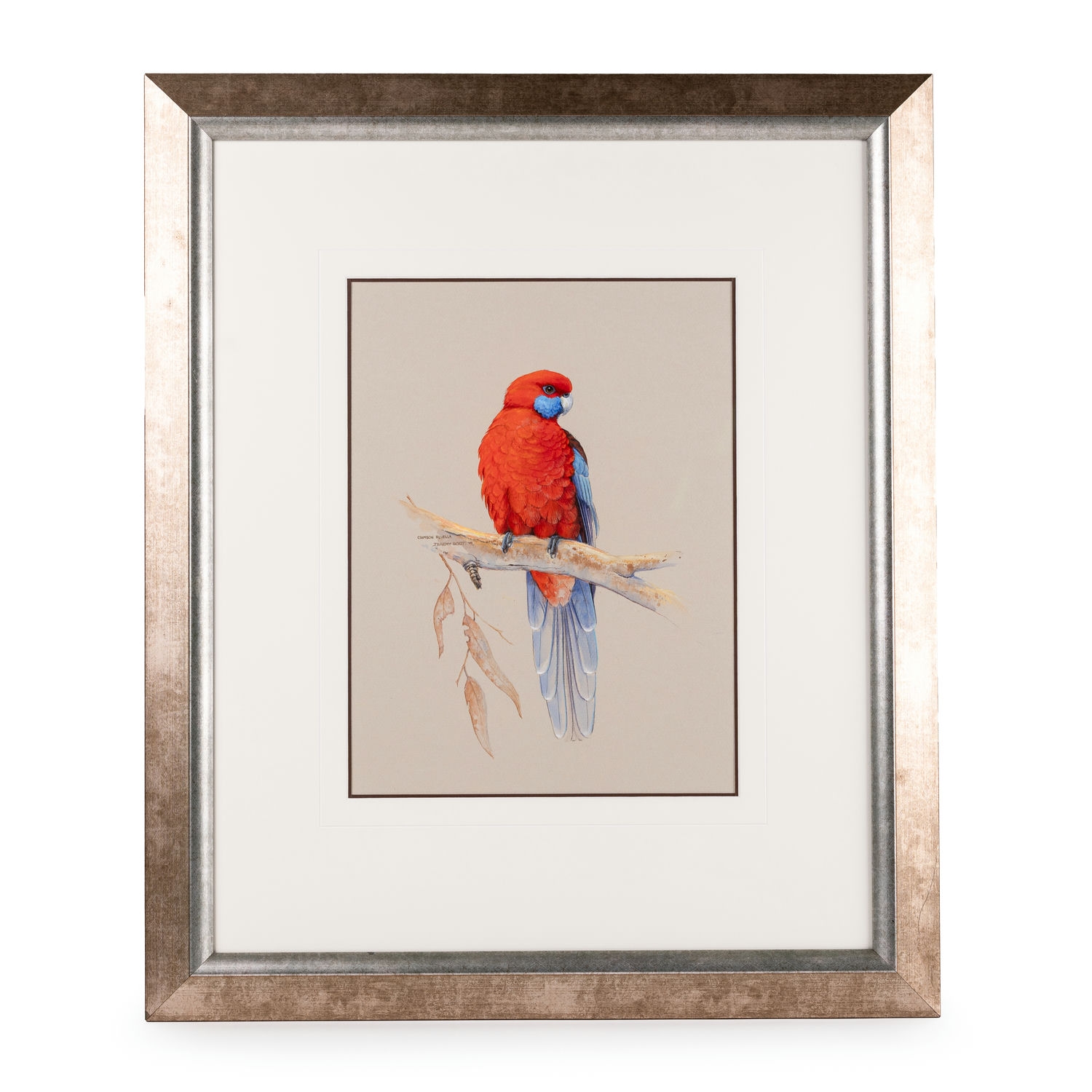7 · Jeremy Boot, Crimson Rosella,