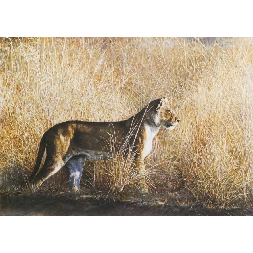 Dennis Curry 'Morning Hunt' S/N Lioness Lithograph. Edition 56/375. Image measures 18x24''