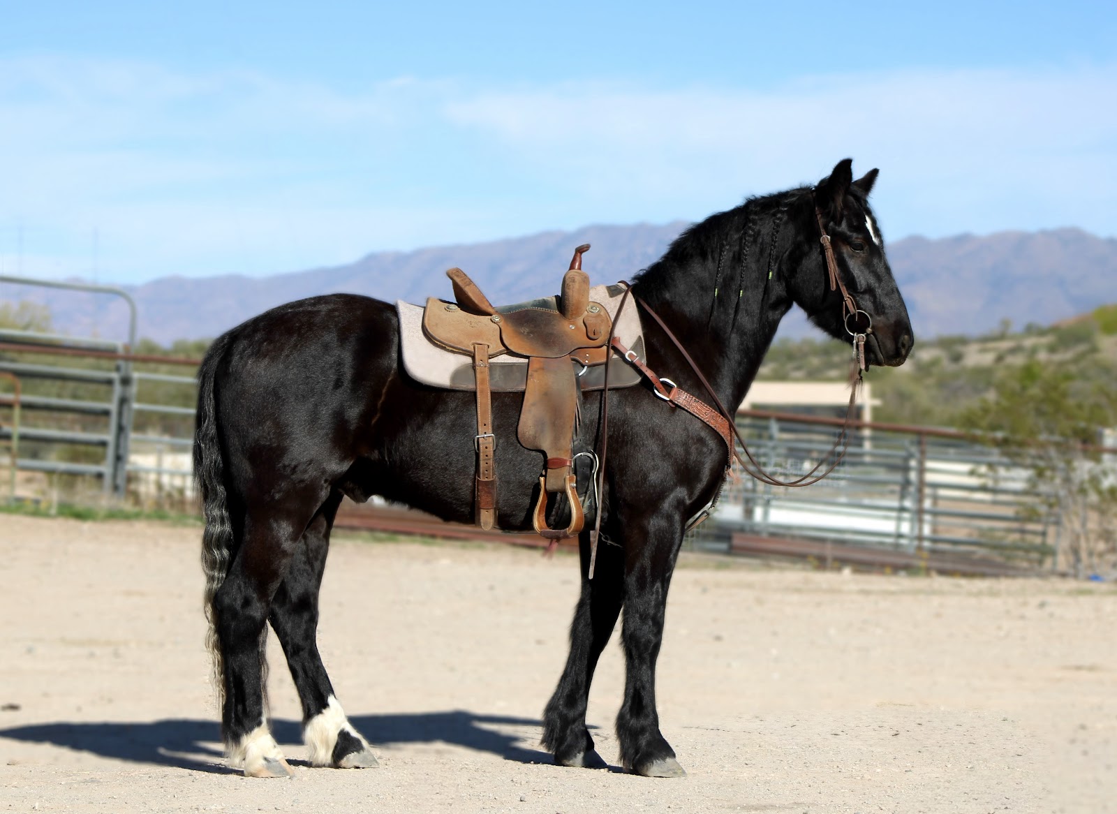 EWW MATT DILLON | Horse Bid, LLC