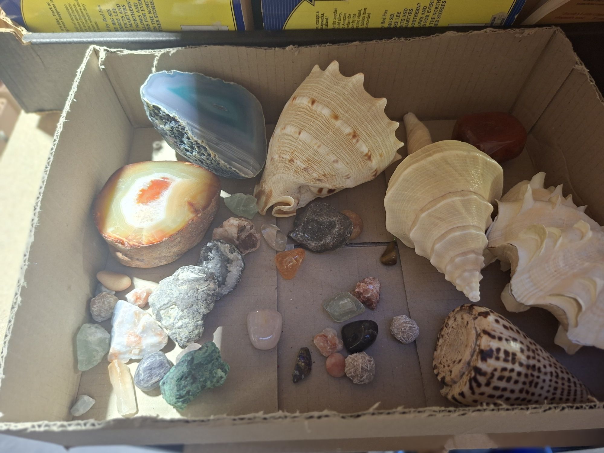 Shell And Mineral Collection
