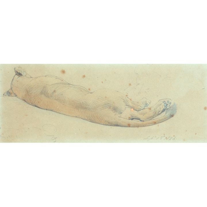 William Strutt 'Untitled - Study of a Sleeping Lioness'