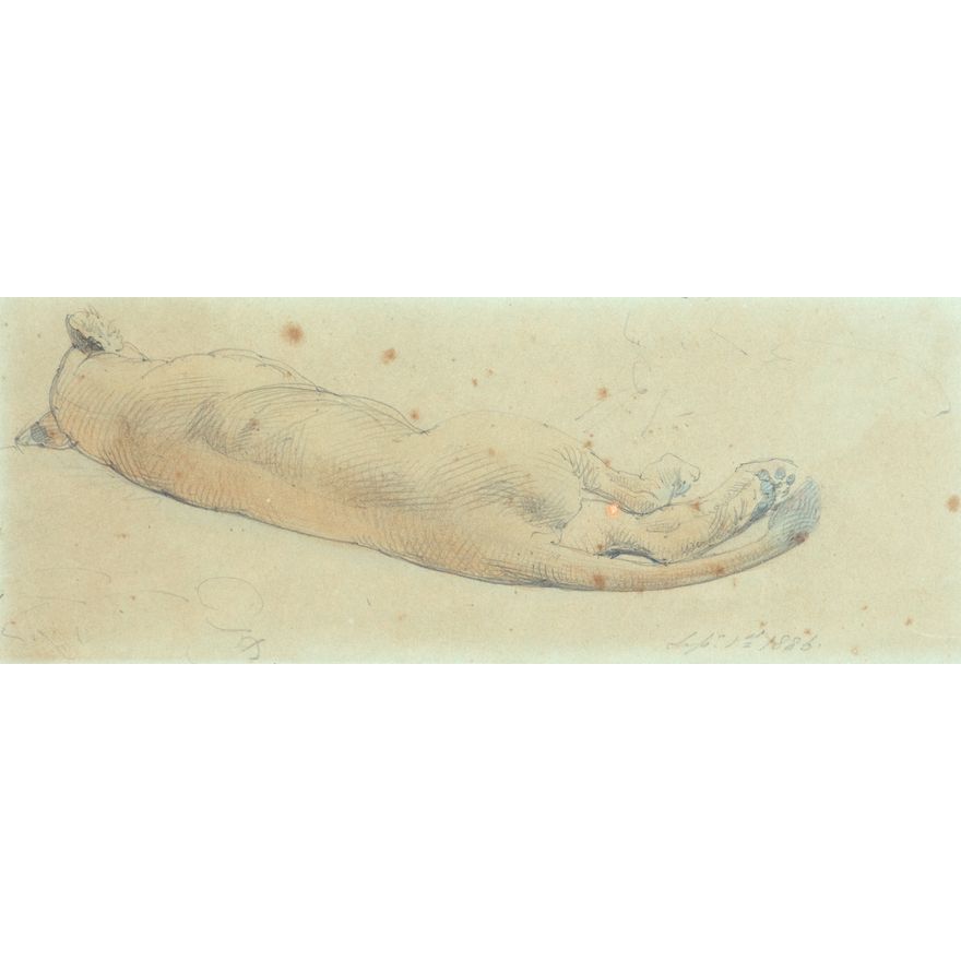 William Strutt 'Untitled - Study of a Sleeping Lioness'