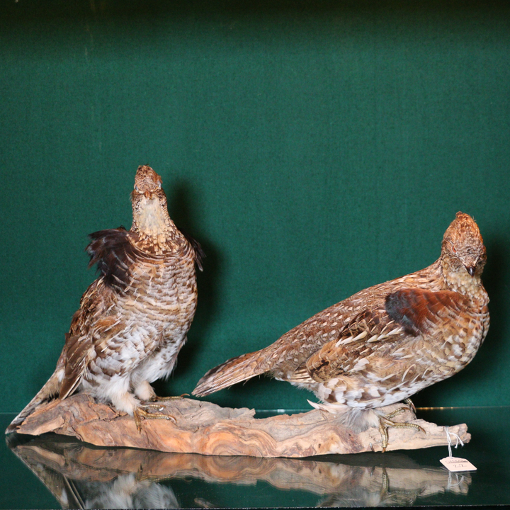 Par de Ruffed grouse