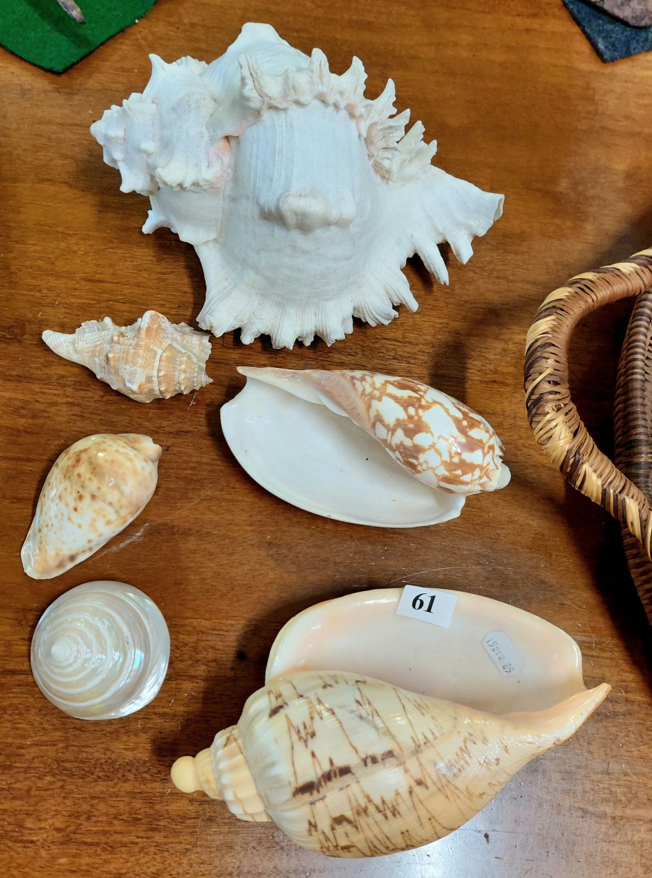 A Collection Of Seashells