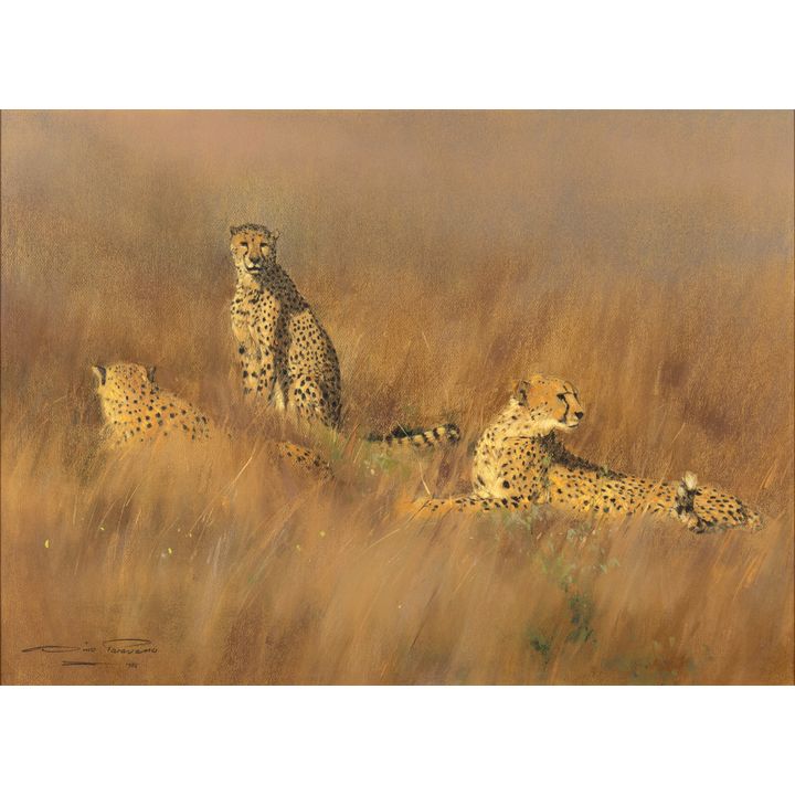 Dino Paravano (1935- ), Cheetahs in the Grass, 1986