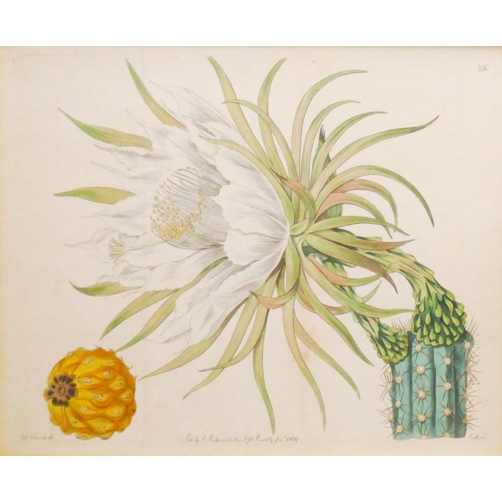 Antique Ridgway & Sons Botanical Tinted Engraving Framed- 15x17''