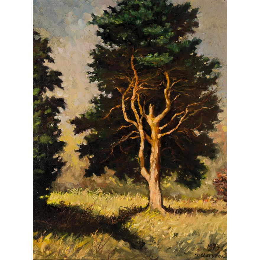 Józef Charyton | Sosna, 1973 r.