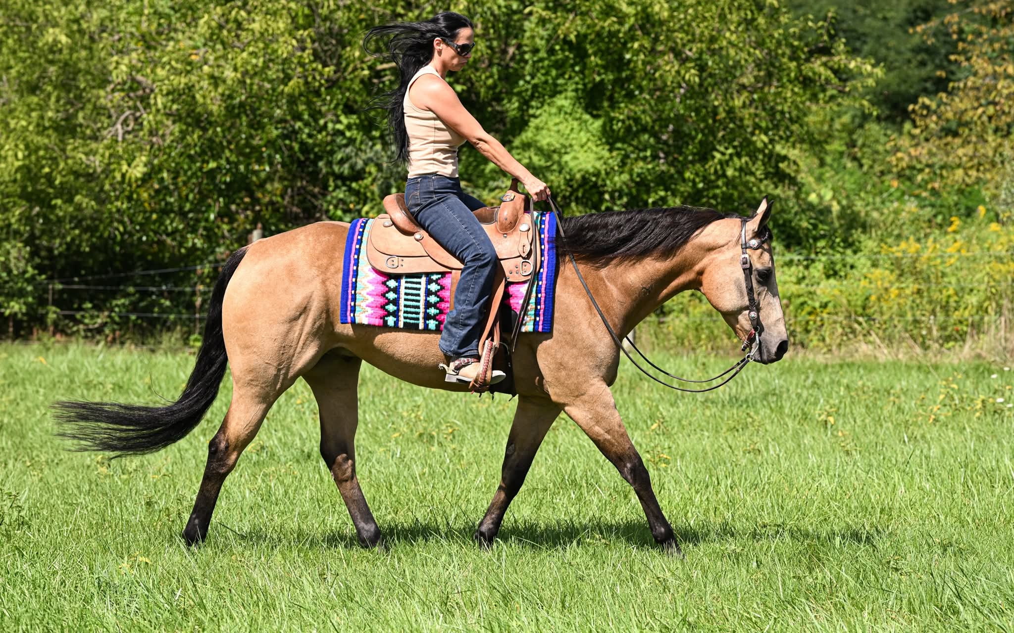 LETA BE FANCY *Multi World Champion - Over 400 Show Points - Family ...