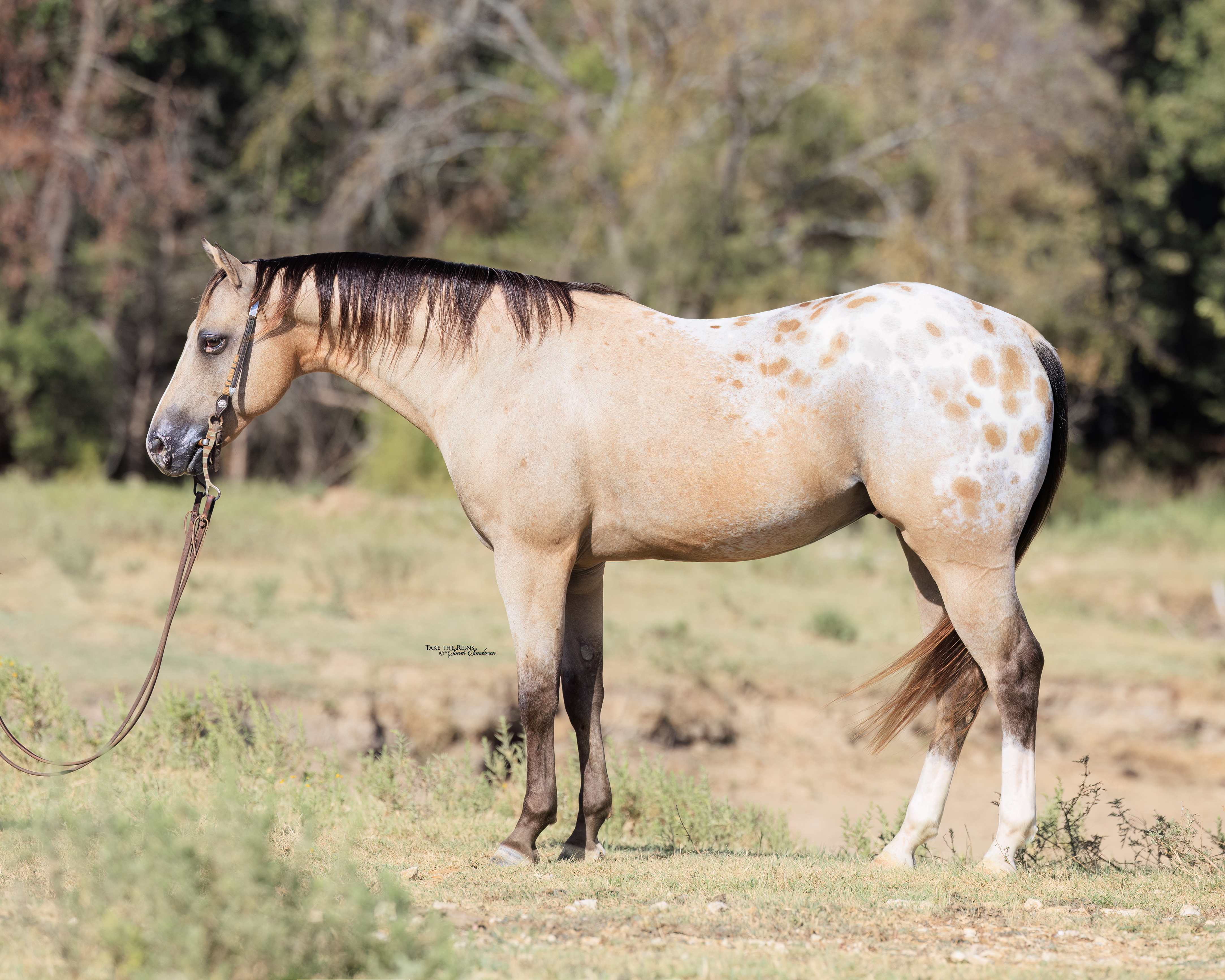 COMANCHE | Horse Bid, LLC