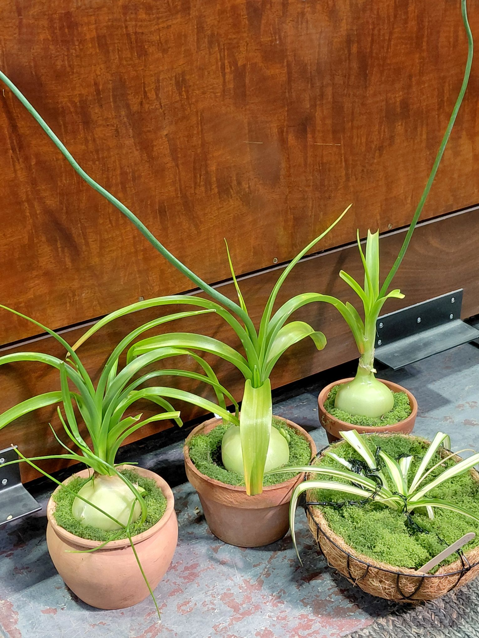 156 · POTTED SEA ONIONS