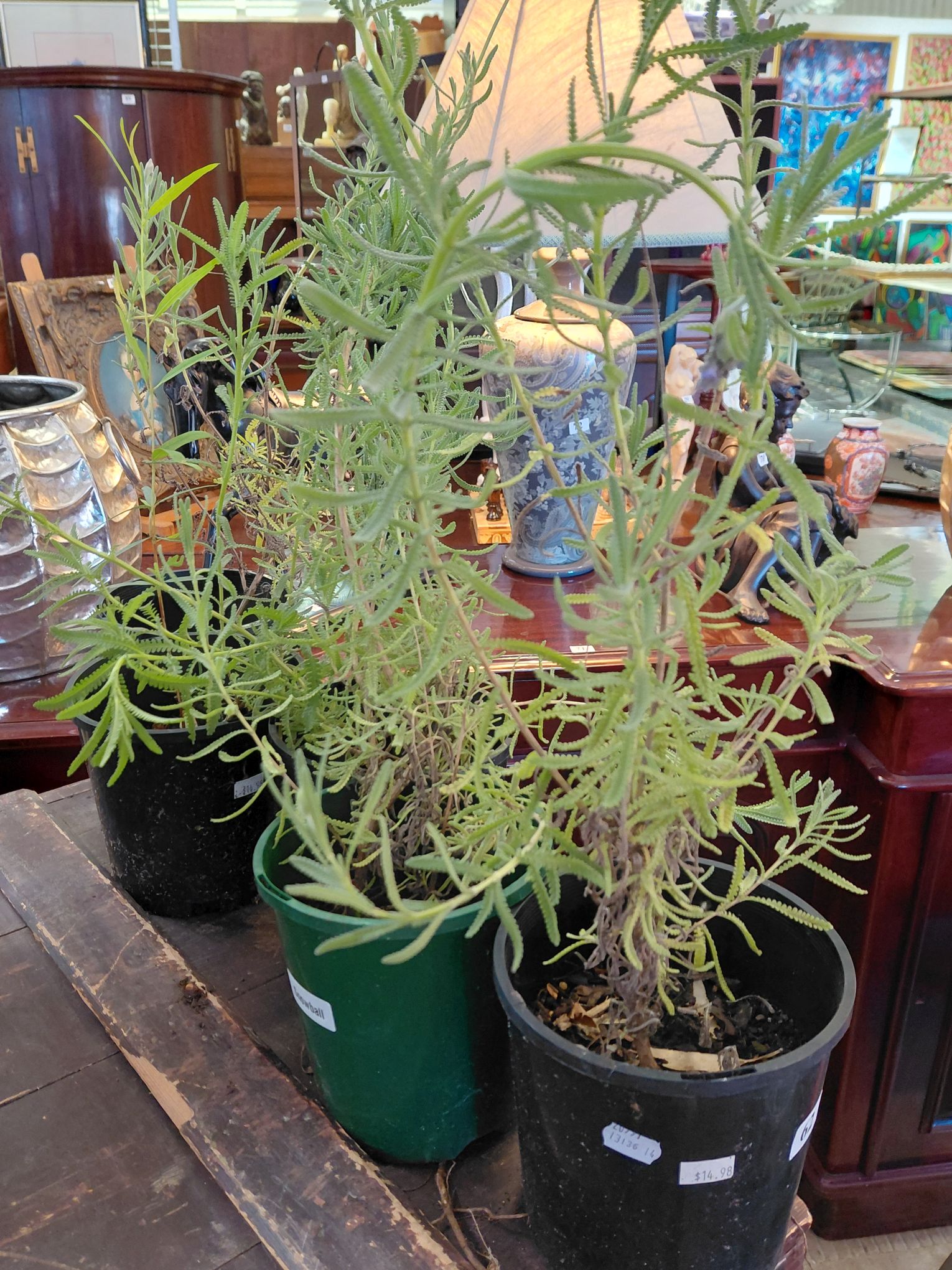 62 · COLLECTION OF LAVENDER PLANTS
