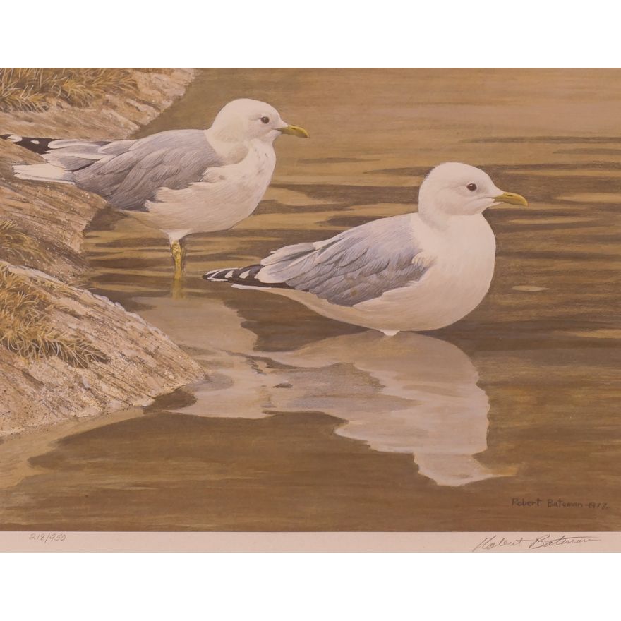 Robert Bateman (b.1930) ''Entering The Water- Common Gulls'' S/N Lithograph.