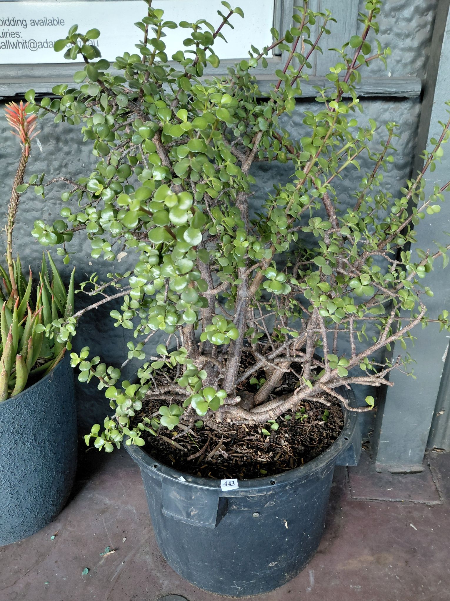 443 · JADE SUCCULENT