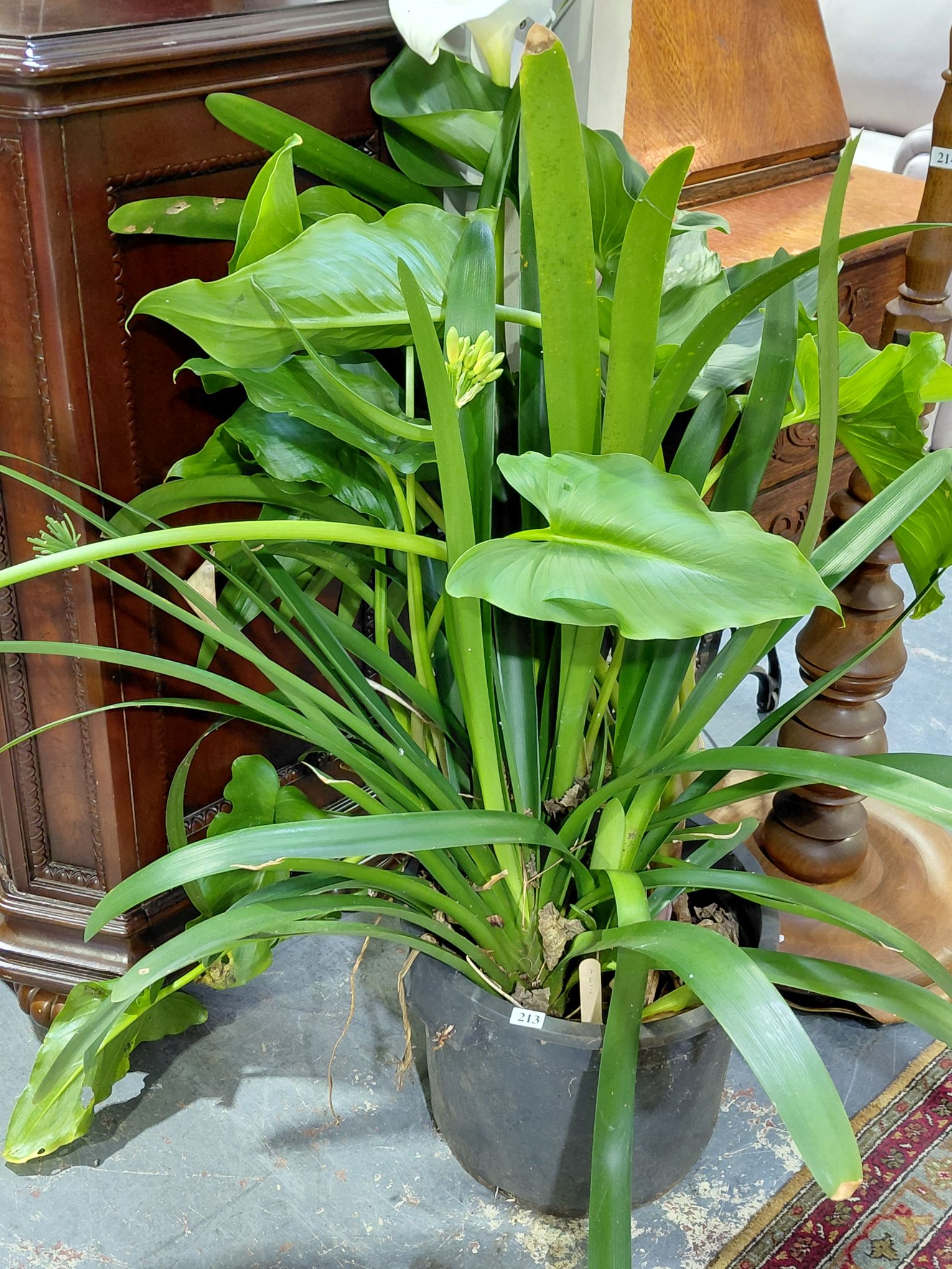 213 · POTTED CLIVIA
