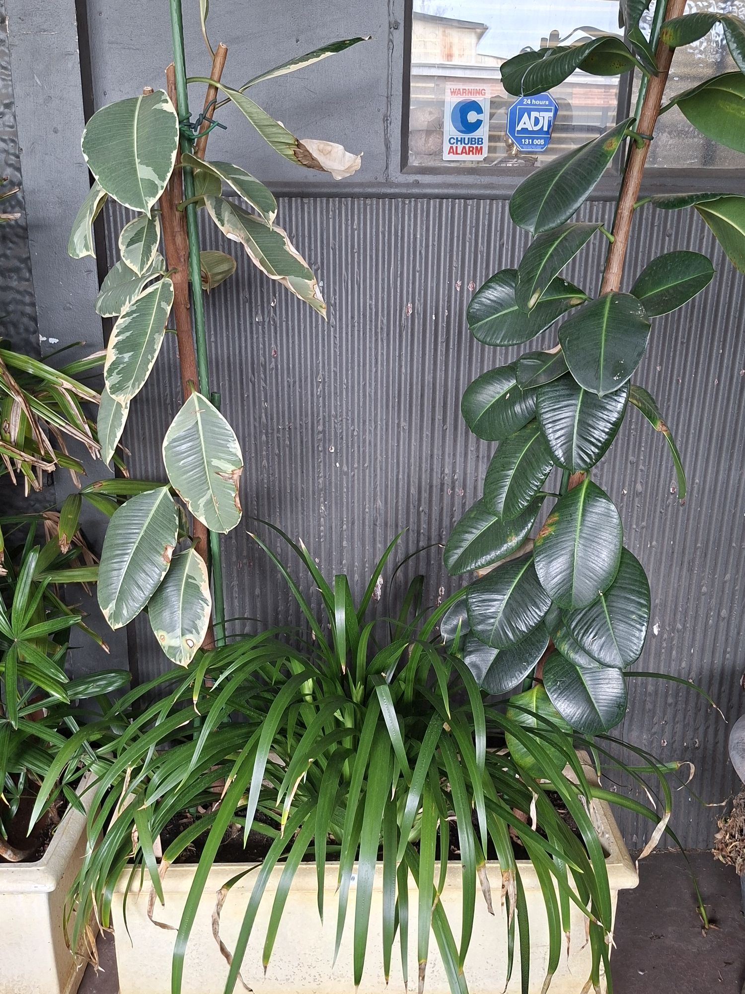 RUBBER TREES