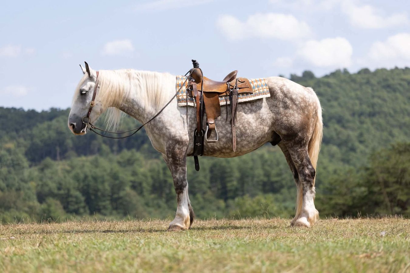 GOOSE | Horse Bid, LLC