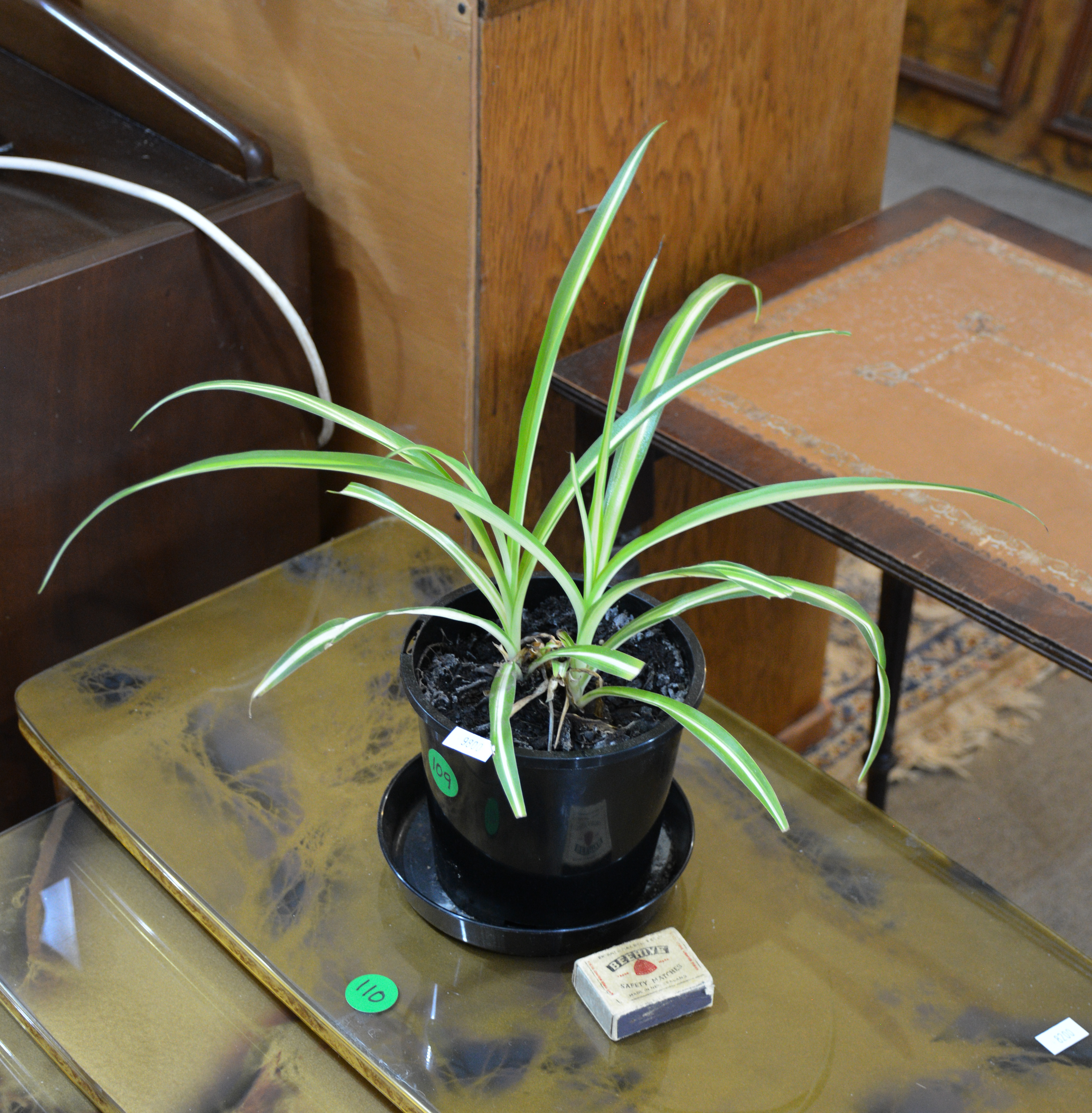 Spider Plants in Pot — sold at auction in New Zealand for $5