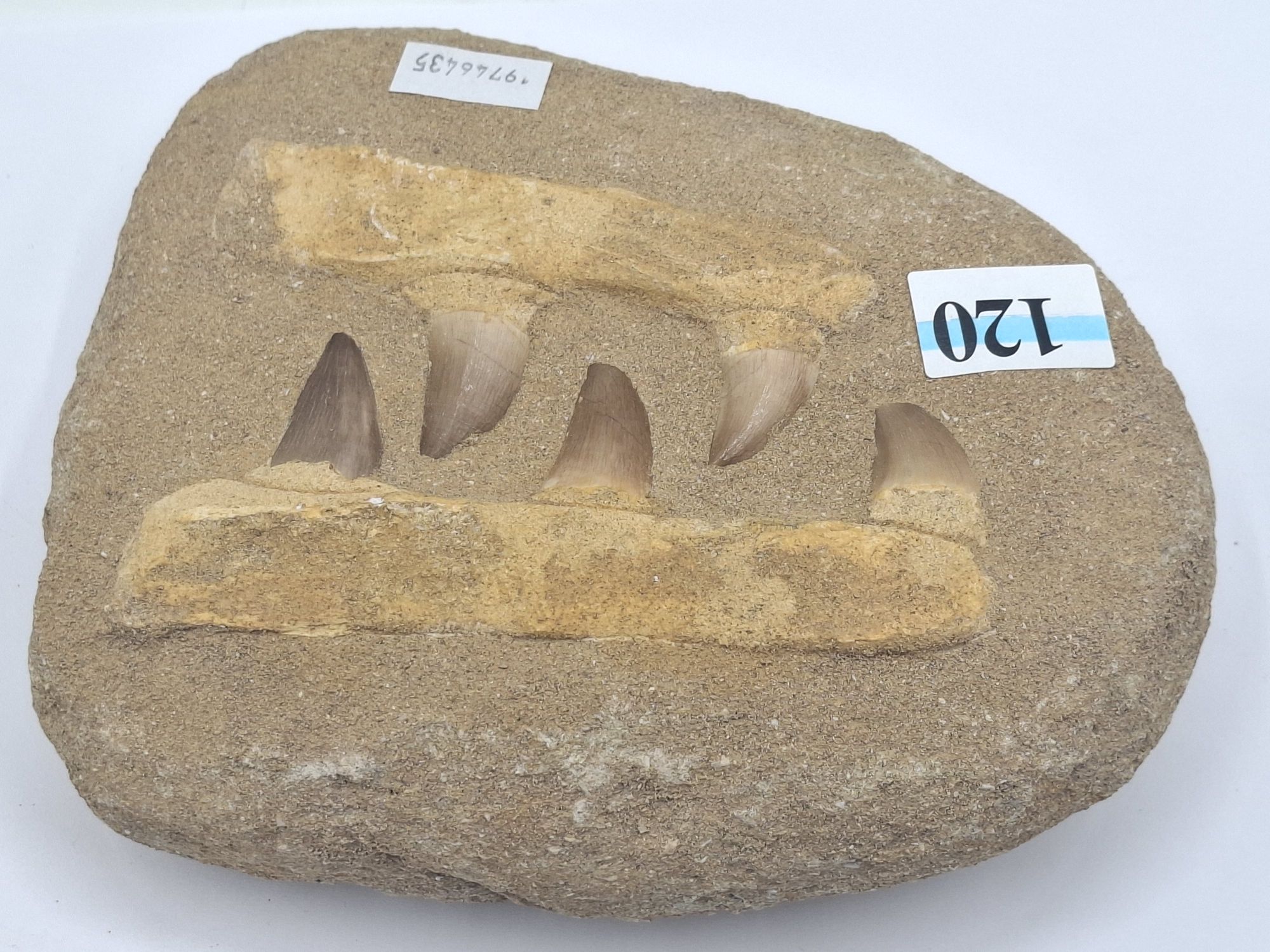 120 · MOSASAUR JAW