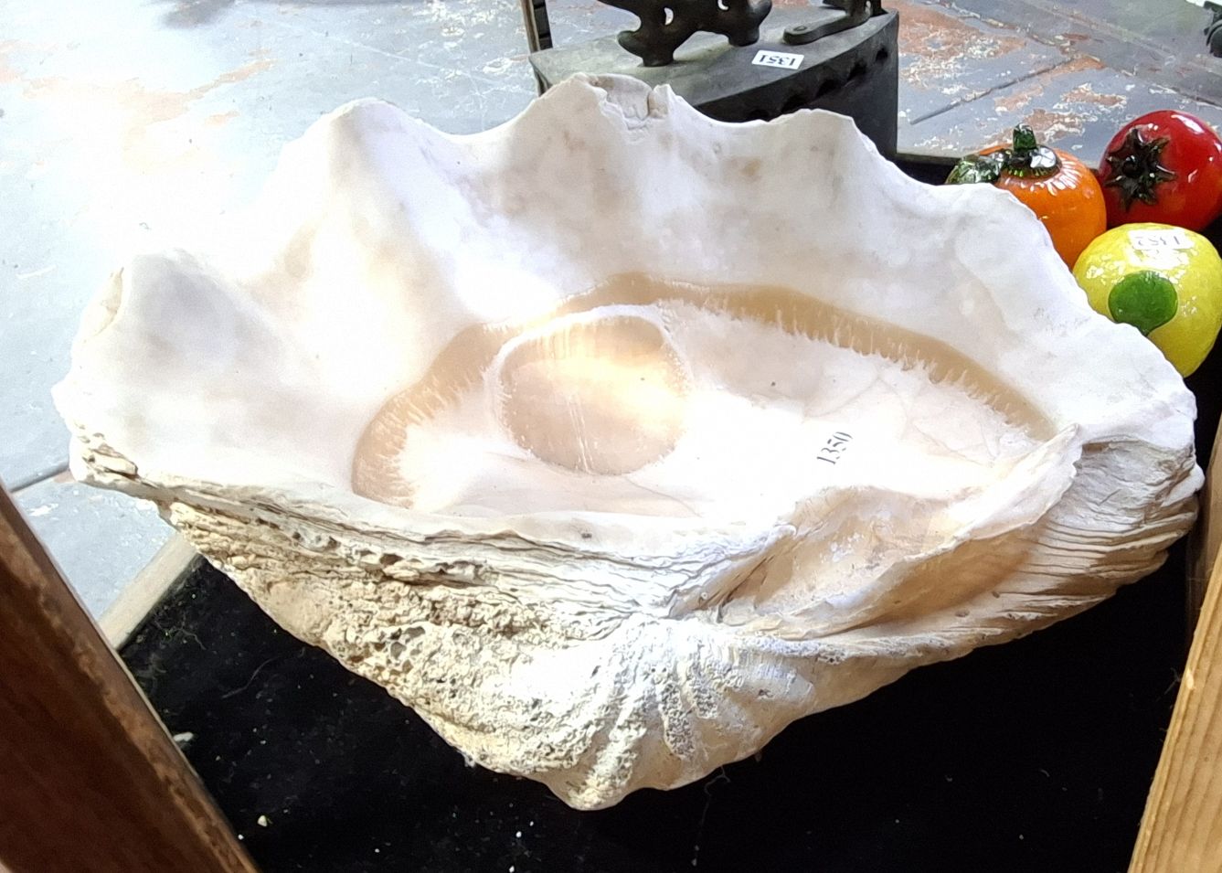 Half Clam Shell
