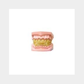 Edu-Science Dental Model - Sci-th002 4893338290023 -51728/607 B1 (S8)