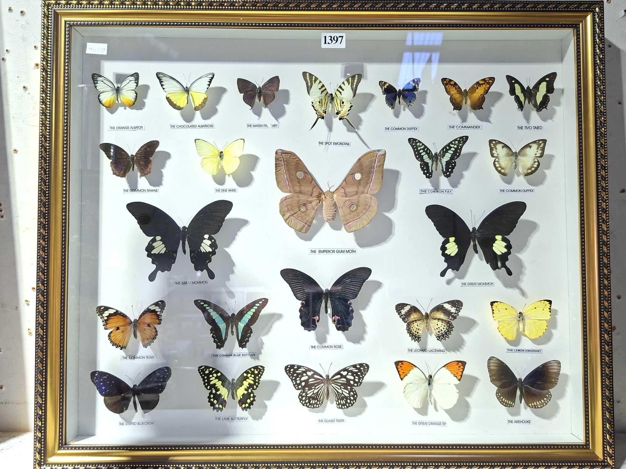 Taxidermy Butterfly Display