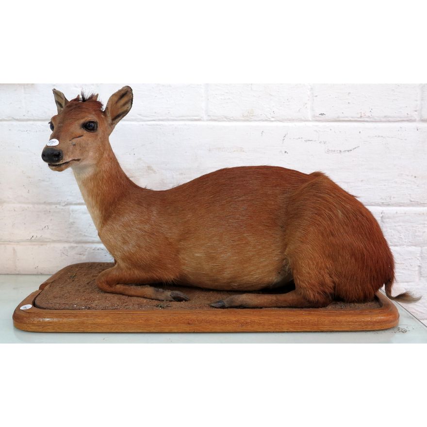 TAXIDERMIC FIGURE.