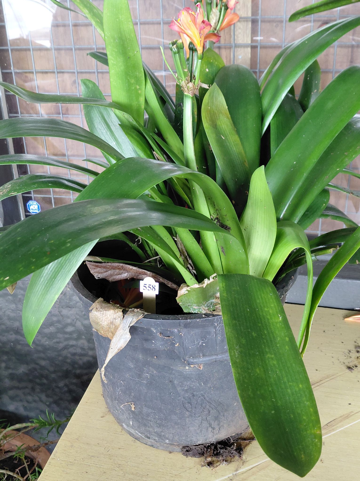 ORANGE FLOWERING CLIVIA