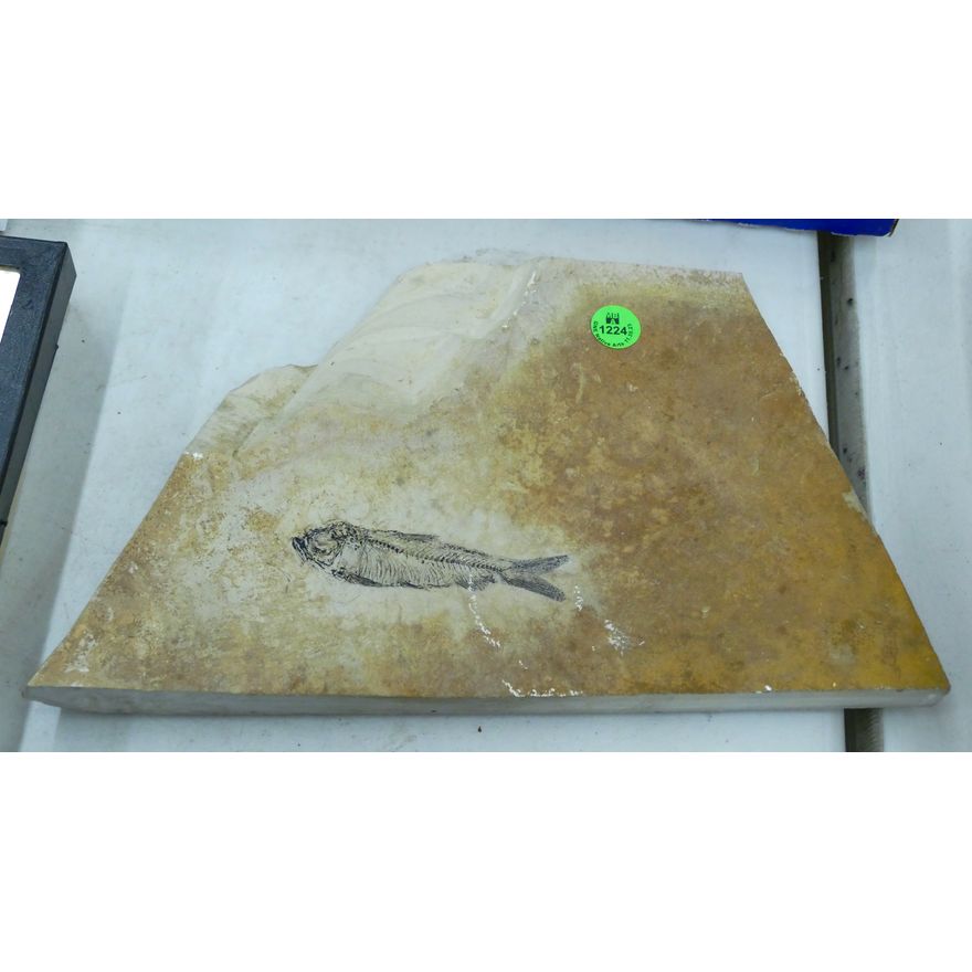 Fossilized Fish Stone Slab 7''x12''