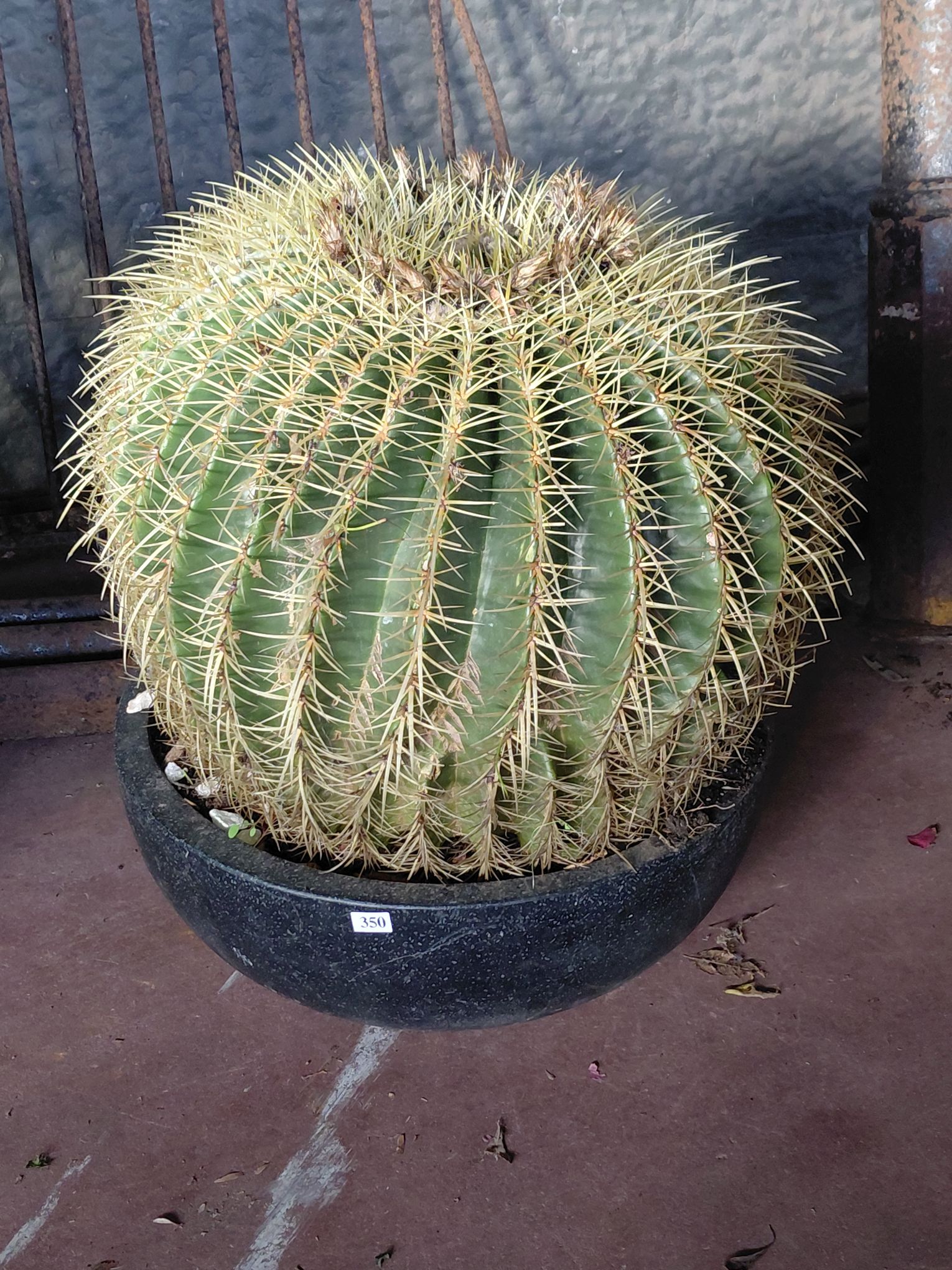 350 · MATURE BARREL CACTUS