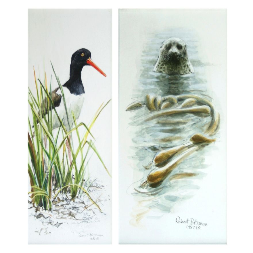 Robert Bateman (1930- ), Set of 2: Oyster Catcher; Bull Seal and Kelp