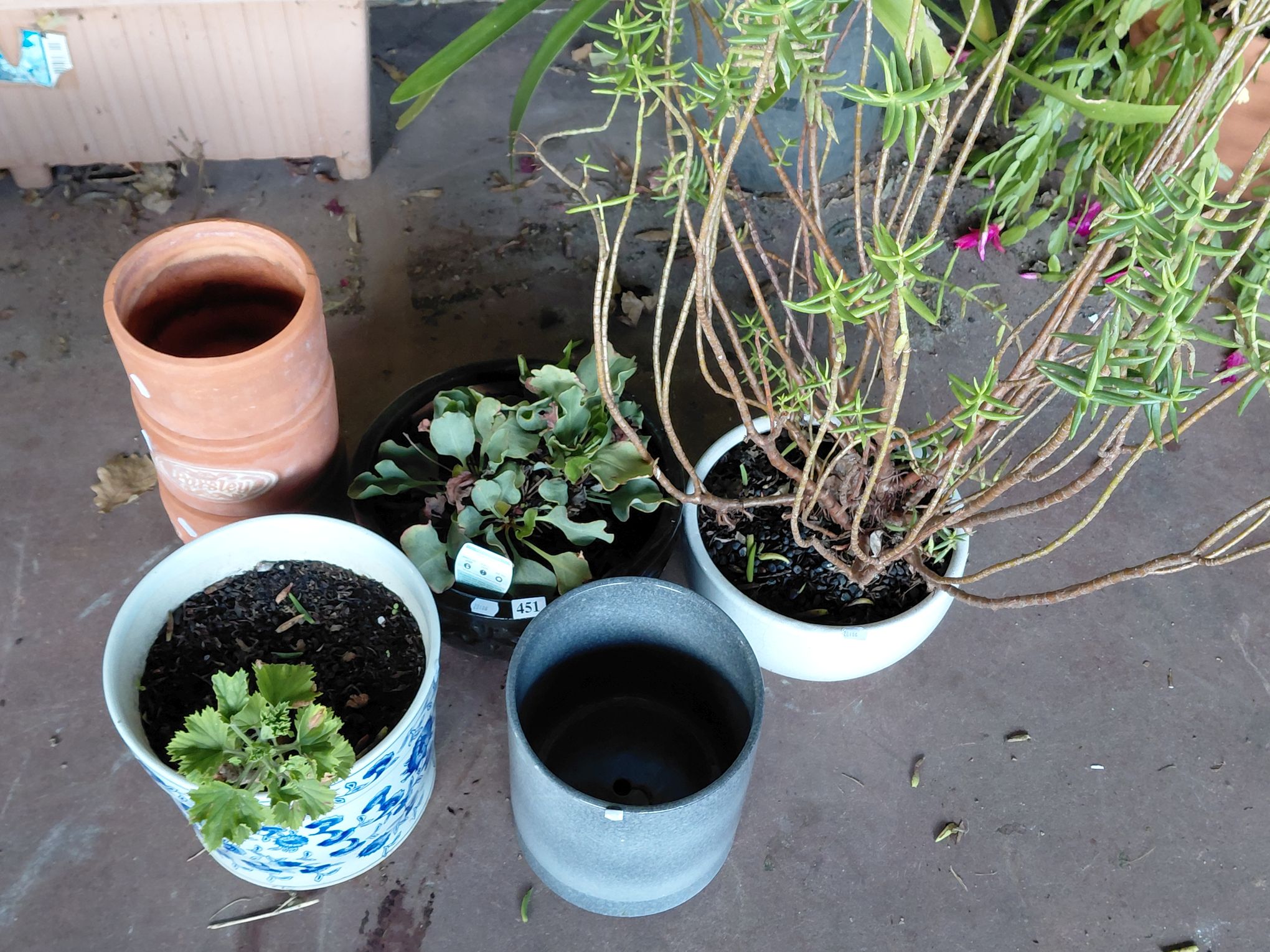 451 · GROUP OF POTS