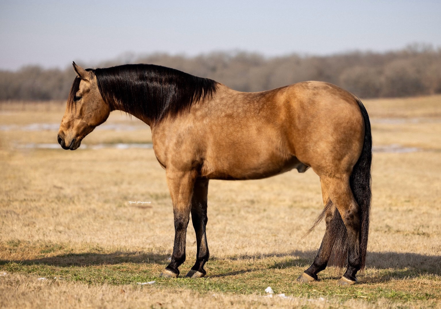 WAYLON | Horse Bid, LLC