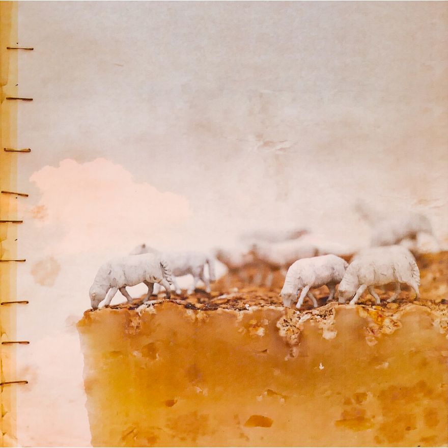 Andrea Pisano S/N Sheep Modern Art Photograph Matted- 19.5x19.5''