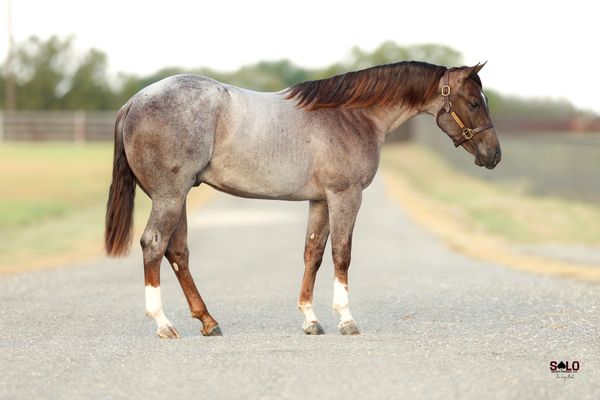 Silver Ghostt, 2025 red roan colt, Once In A Blu Boon x Heres The Cat, Lot 206 in the Solo Select October Sale