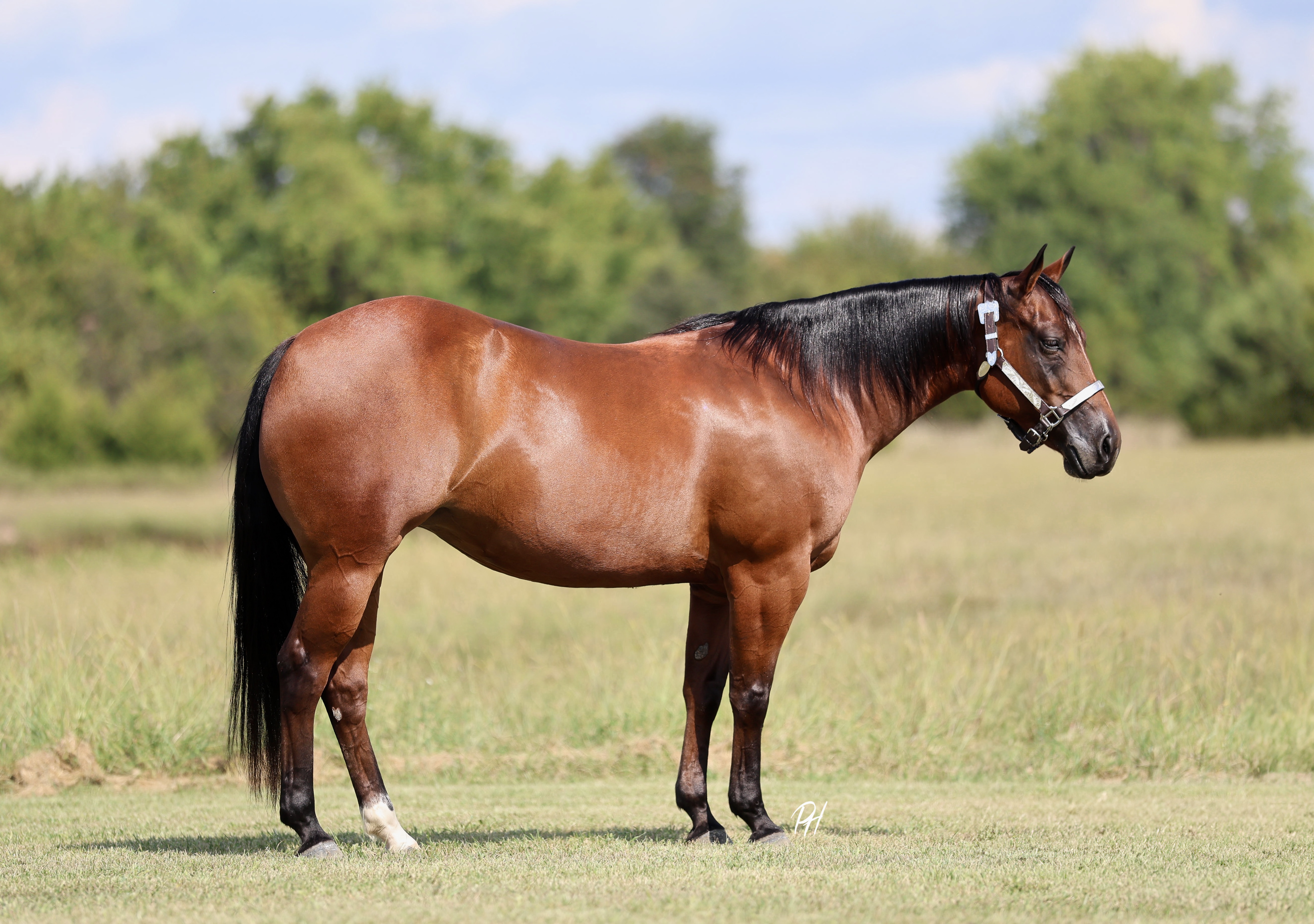 GIRL CRUSCH *by Dual R Smokin* | Horse Bid, LLC