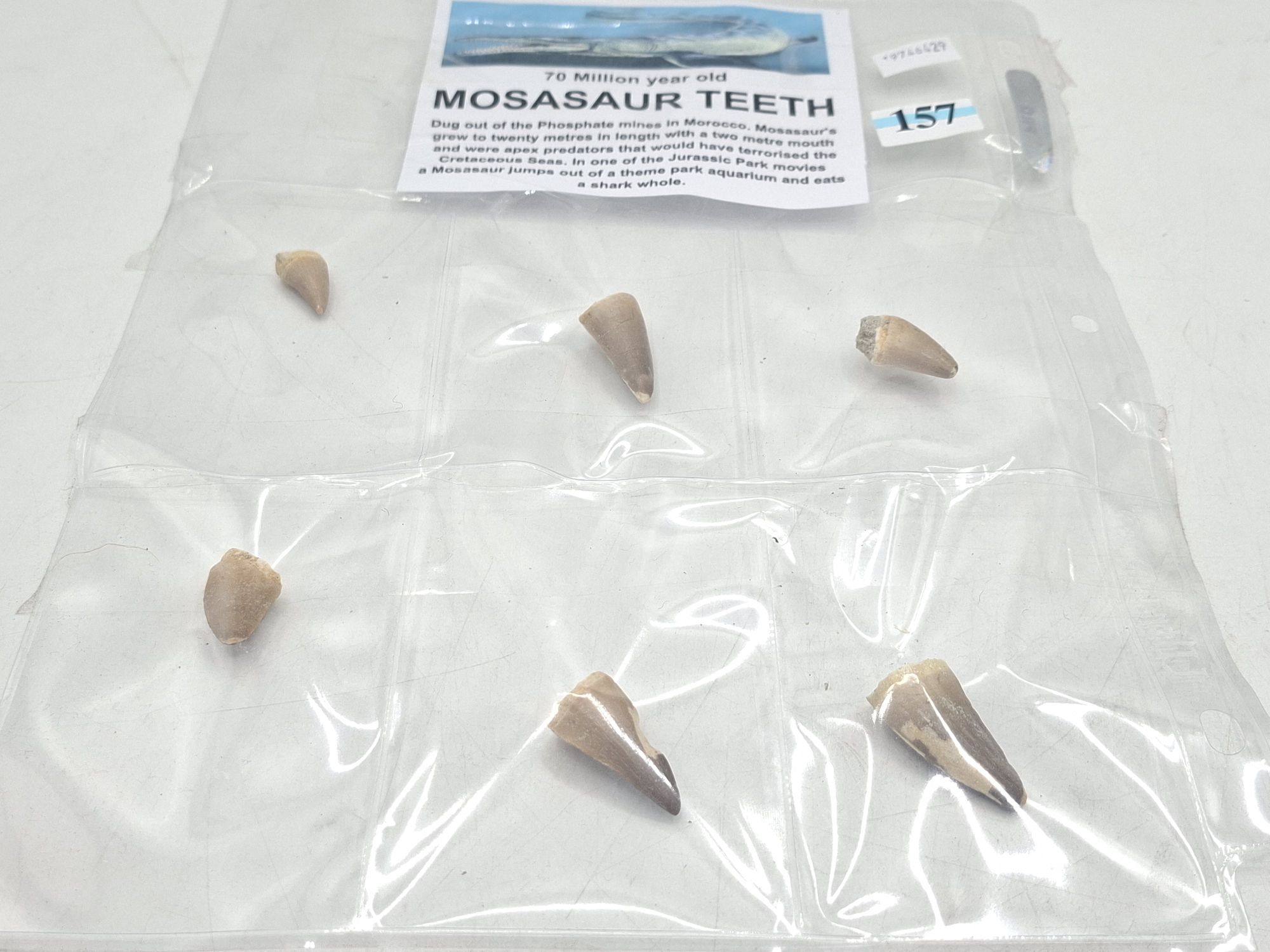 MOSASAUR TEETH