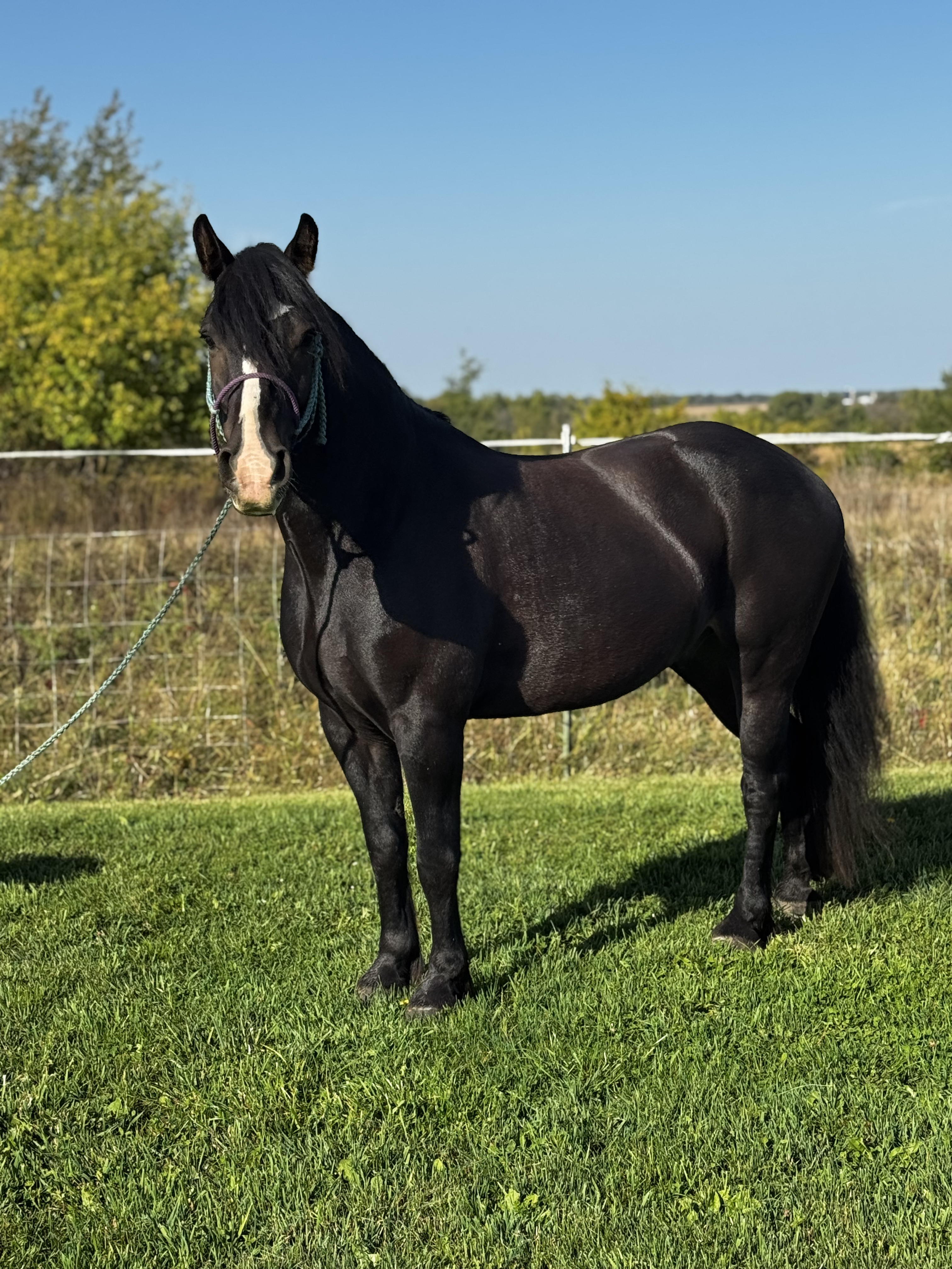 SHADOW | Horse Bid, LLC
