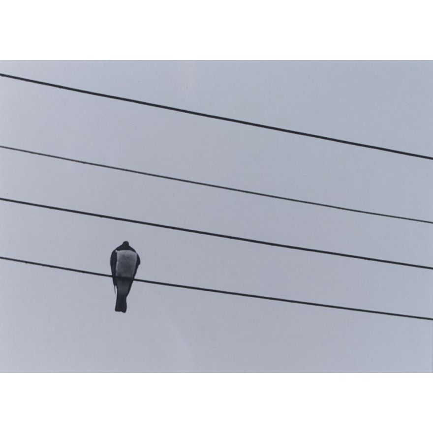 Peter Peryer 'Kereru (2006)'