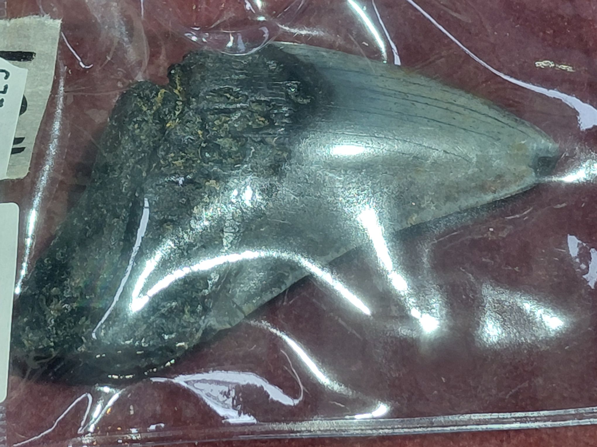 Fossil Megalodon Tooth