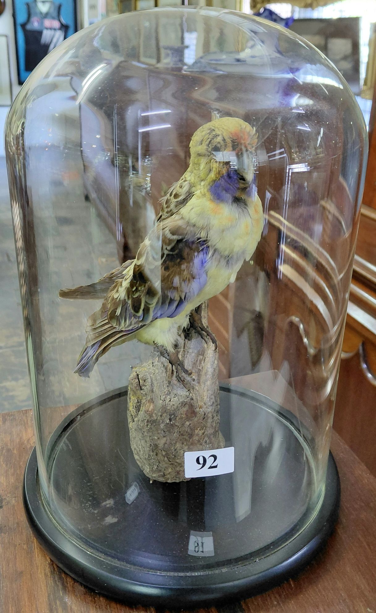 92 · TAXIDERMY ROSELLA