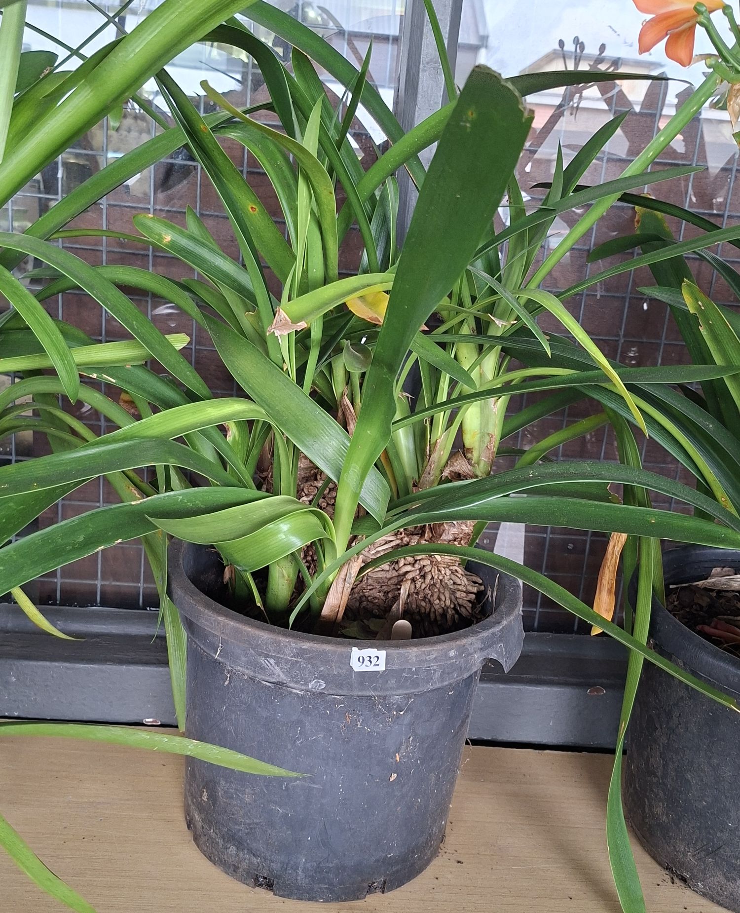 Flowering Clivia