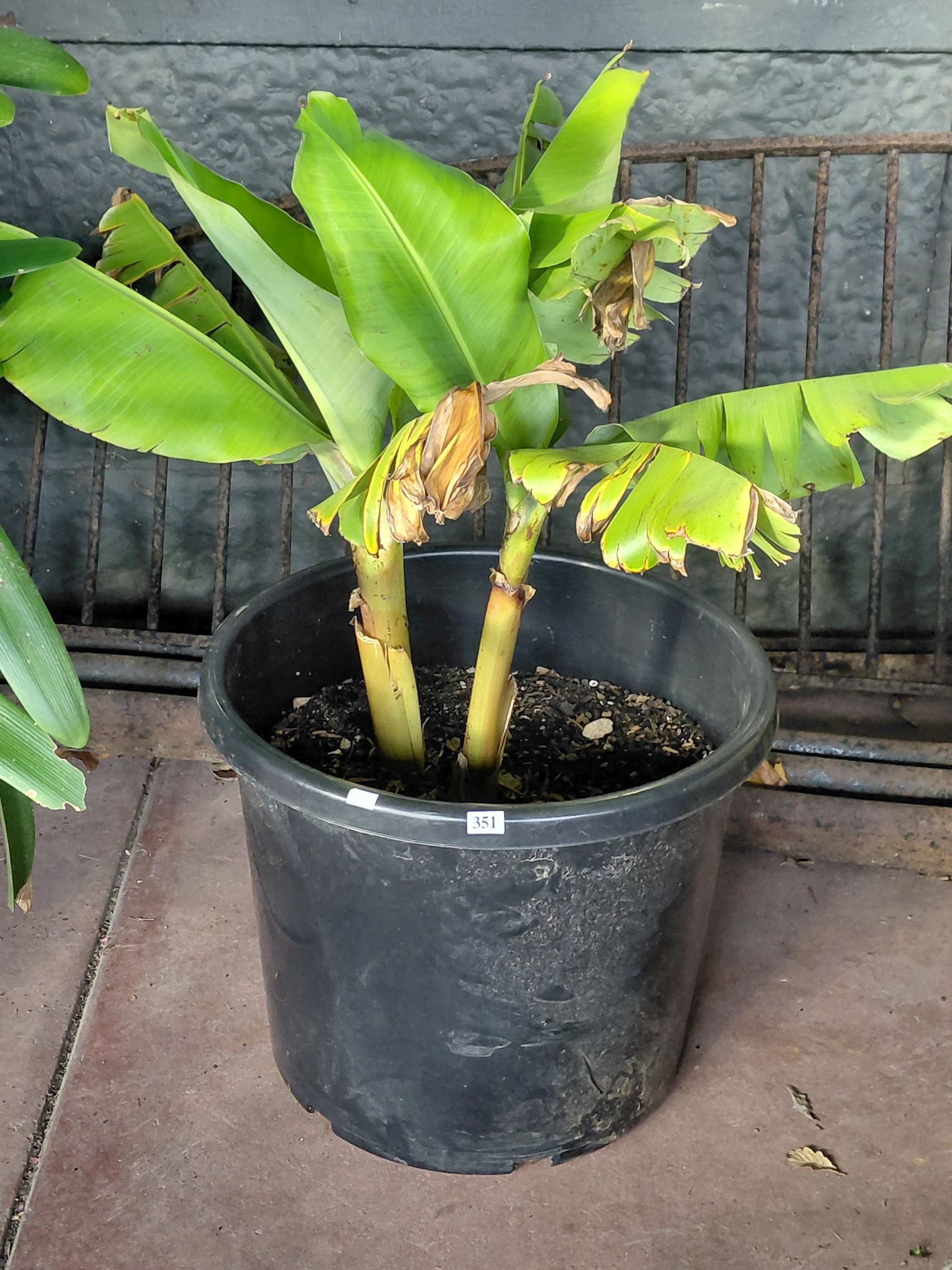 351 · BANANA TREE