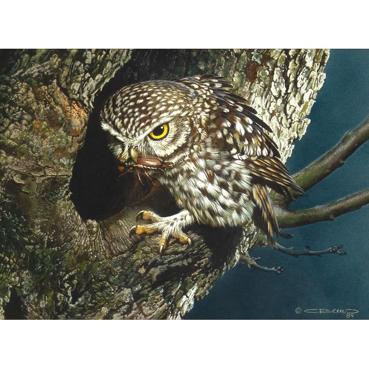 Carl Brenders (1937- ), Midnight Snack - Tawny Owl