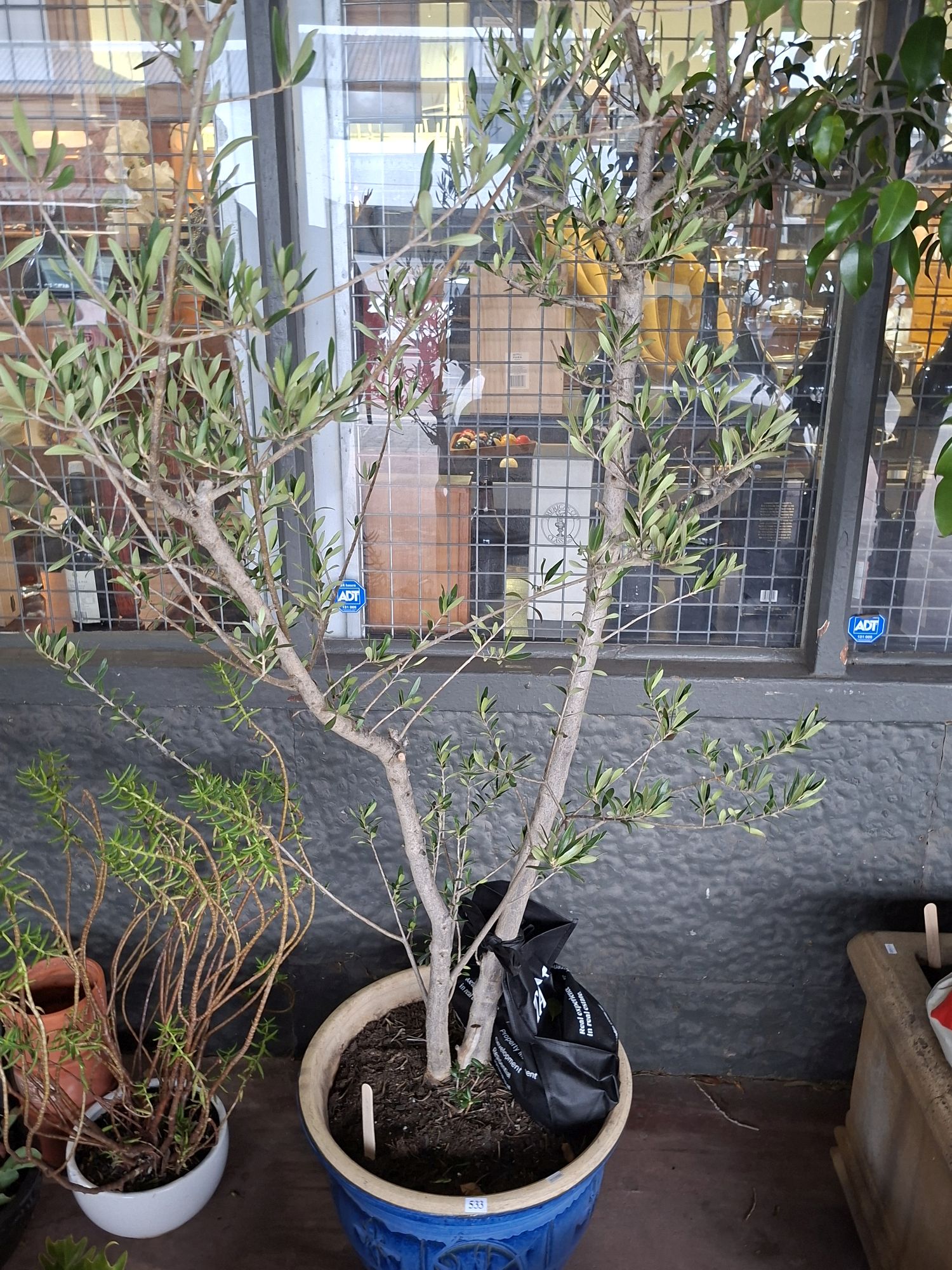 Potted Olive Tree