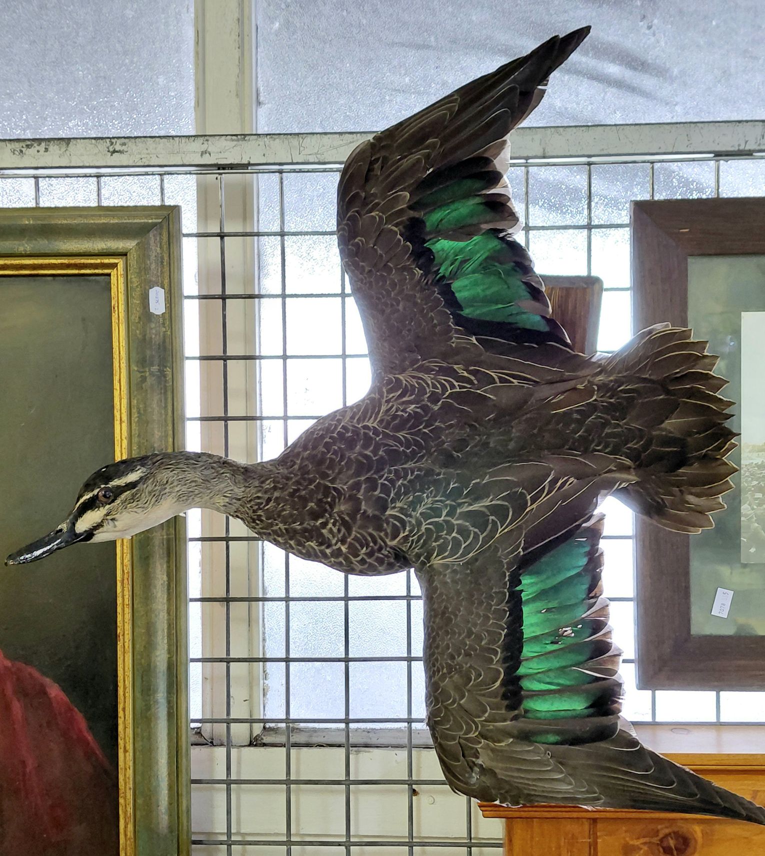 38 · TAXIDERMY PACIFIC BLACK DUCK