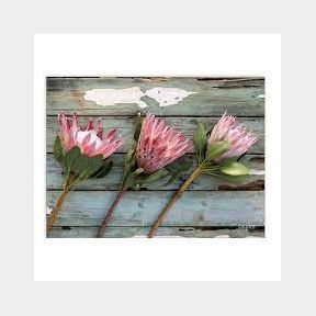 Hot Pot Tile - Protea Retro - PKH129 --51461/2352 B1 (S3)