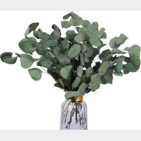 HIAGROW REAL EUCALYPTUS STEMS: 20PCS DRIED PRESERVED EUCALYPTUS - FRESH EUCALYPTUS SILVER DOLLAR LEAVES FOR SHOWER - GREENERY BRAN