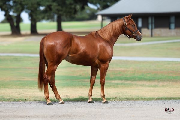 This Habit Of Dreams, 2024 sorrel mare, Hes Relentless x Corona Habits, Lot 159 in the Solo Select October Sale