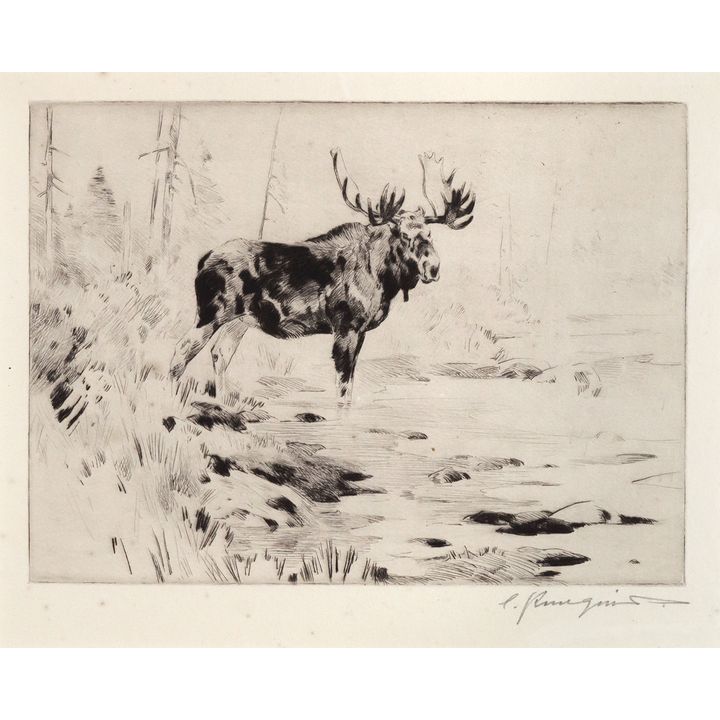 Carl Rungius (1869-1959), An Old Fighter