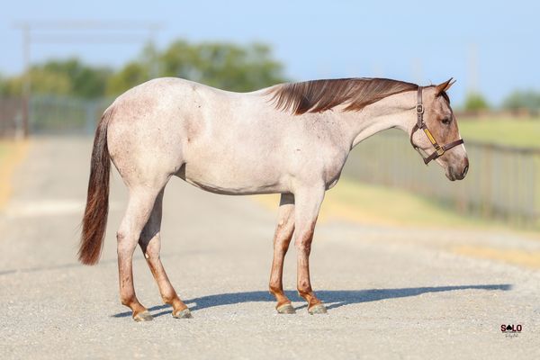 Edge Piece, 2025 red roan filly, Third Edge x Tiajuanavibe, Lot 208 in the Solo Select October Sale